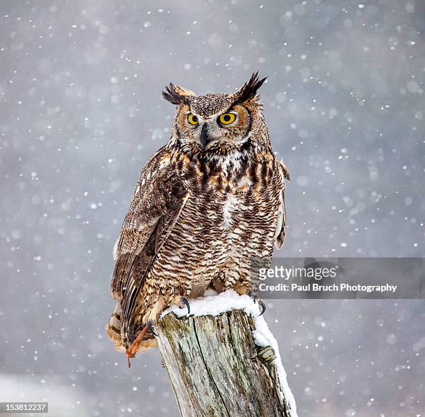 great horned owl - animal wildlife stockfoto's en -beelden