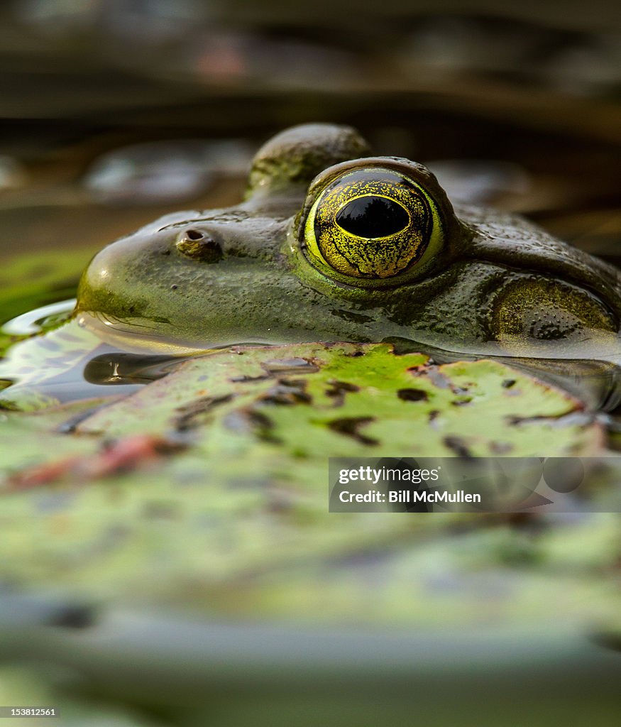 Frog's eye view