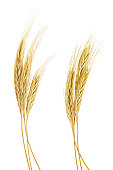 The stand golden barley on white background
