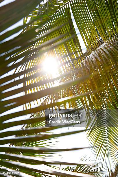 tropical palm leaves - palm leaf stock pictures, royalty-free photos & images