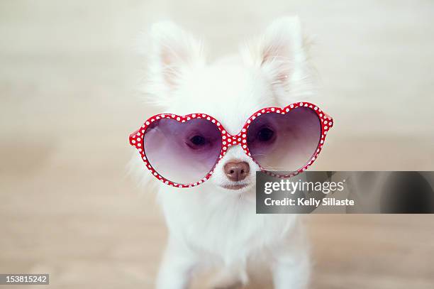 chihuahua puppy - sunglasses and puppies stock pictures, royalty-free photos & images