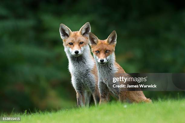 red fox cub with parent - red fox stock-fotos und bilder