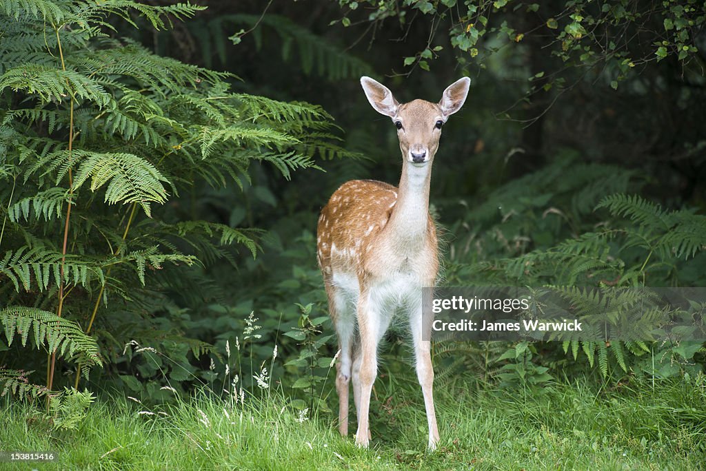 Fallow deer doe (female)