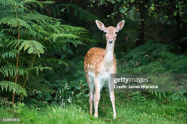 fallow deer doe (female) - fallow deer fotografías e imágenes de stock