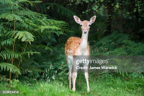 Fallow deer doe (female)