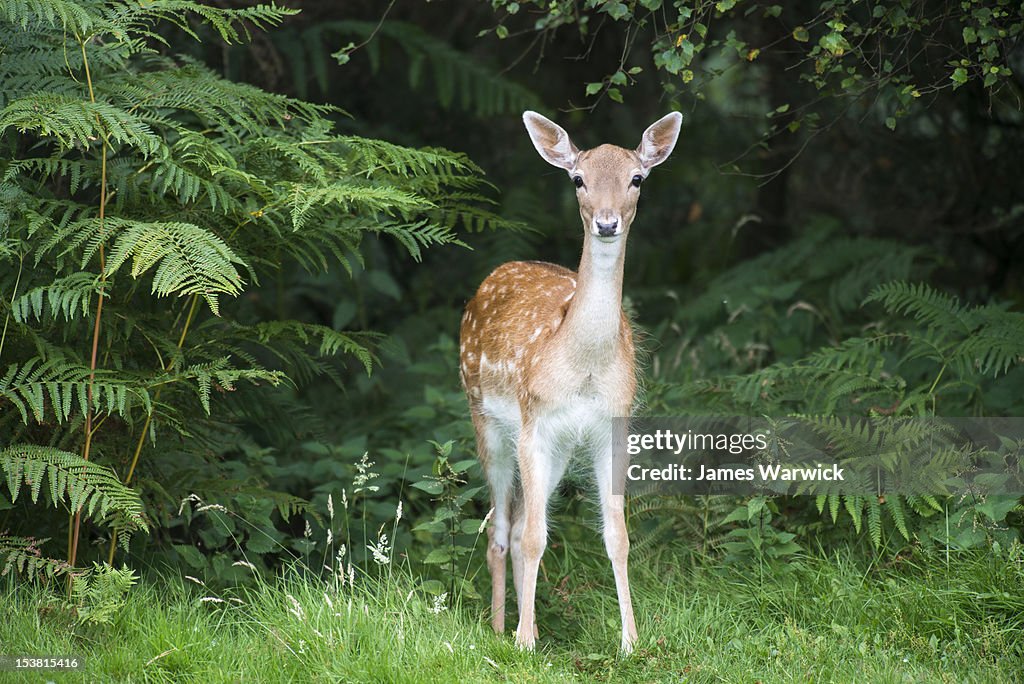Fallow deer doe (female)