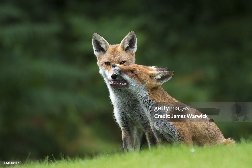 Red fox cub interacting with parent