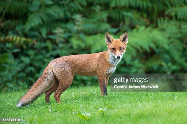 red fox - red fox stock pictures, royalty-free photos & images