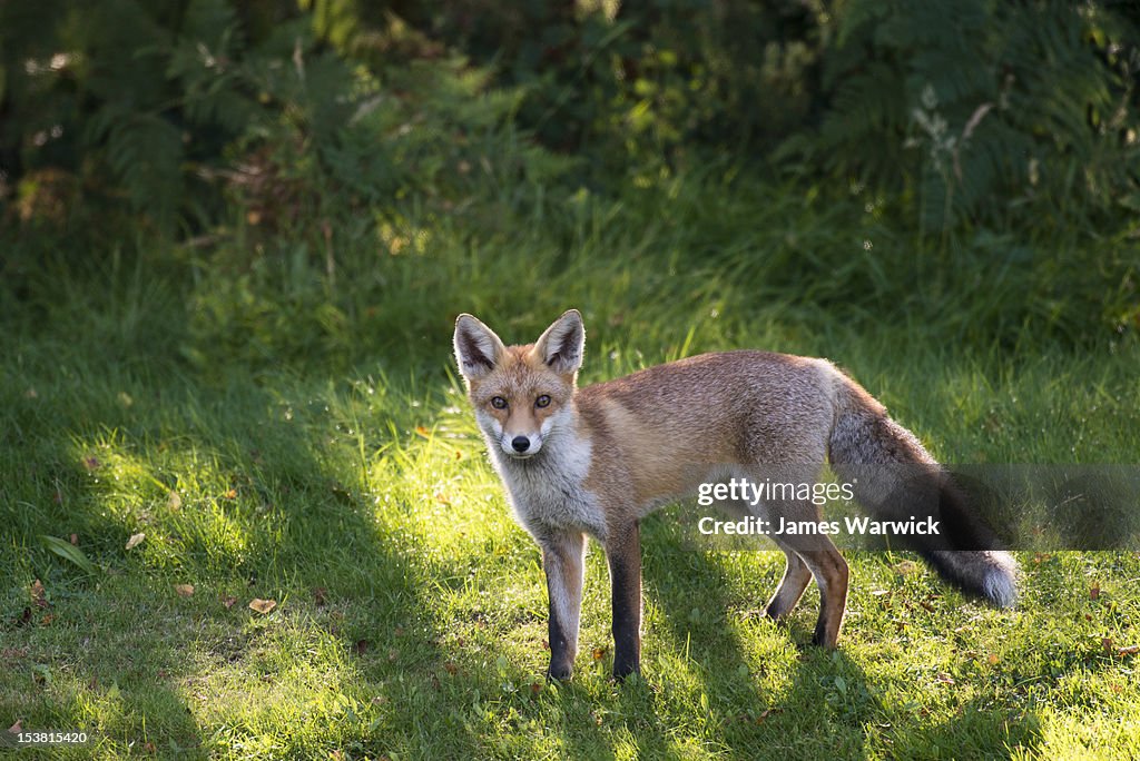 Red fox at edge of forest