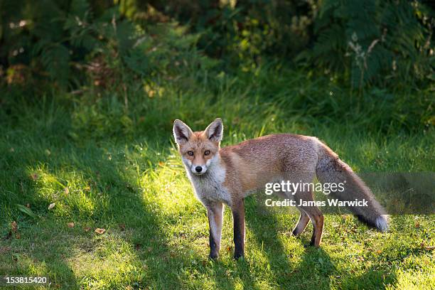 red fox at edge of forest - vuxen stock pictures, royalty-free photos & images