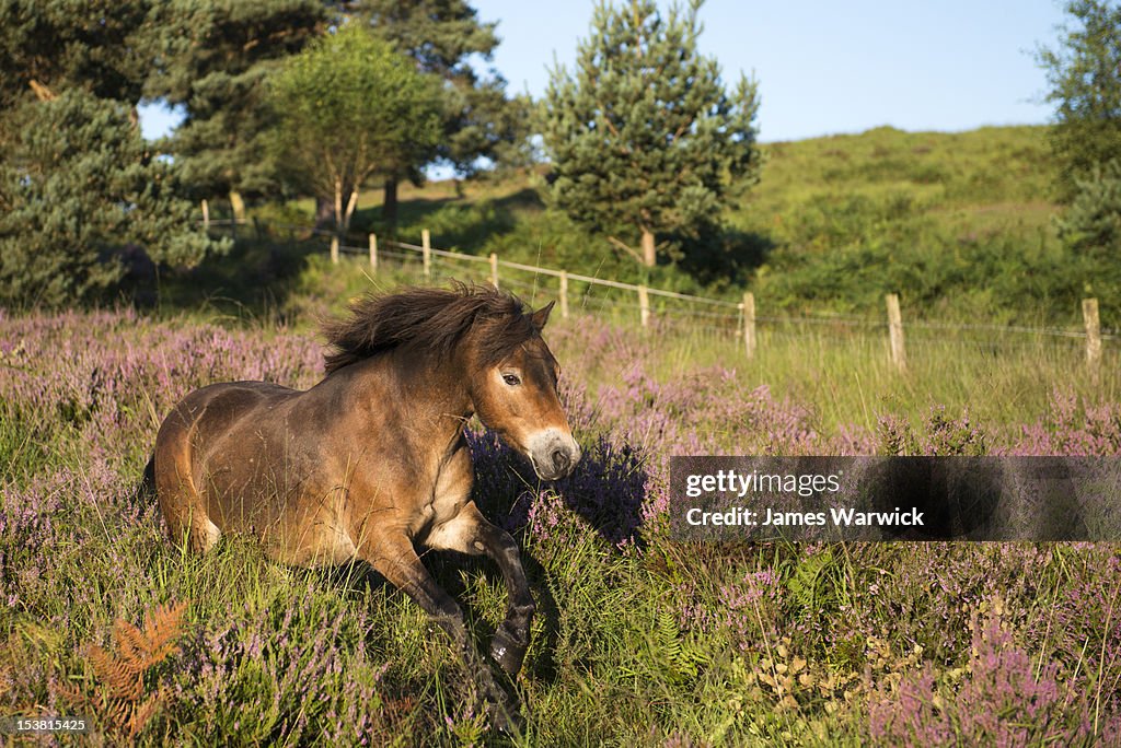 Exmoor pony galloping through heather