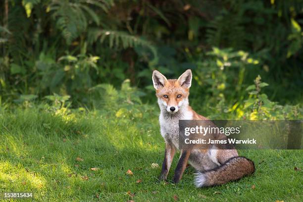 red fox at edge of forest - red fox stock pictures, royalty-free photos & images