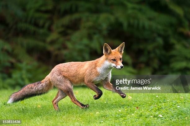 red fox cub running - fox stock-fotos und bilder