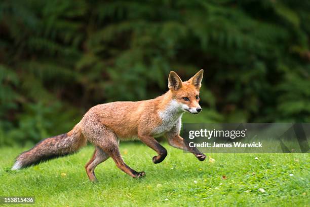 red fox cub running - zorro fotografías e imágenes de stock