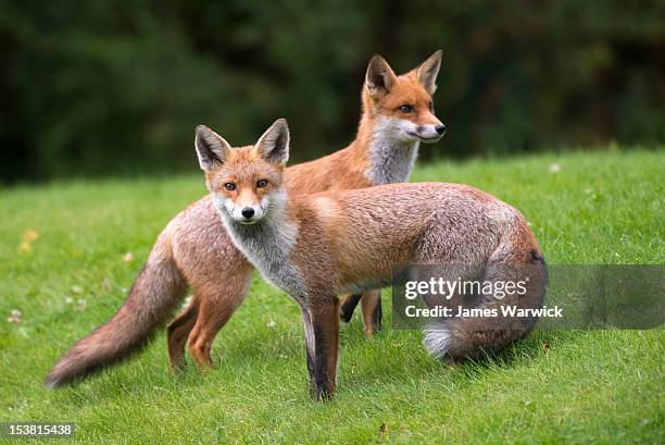 2,702 Two Foxes Stock Photos, High-Res Pictures, and Images - Getty Images