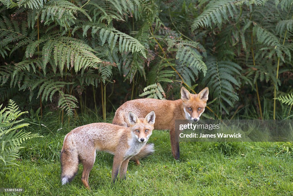 Red fox cubs at edge of forest