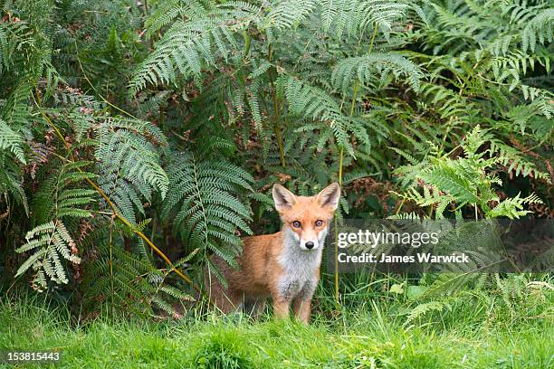 red fox cub in bracken - red fox stock pictures, royalty-free photos & images