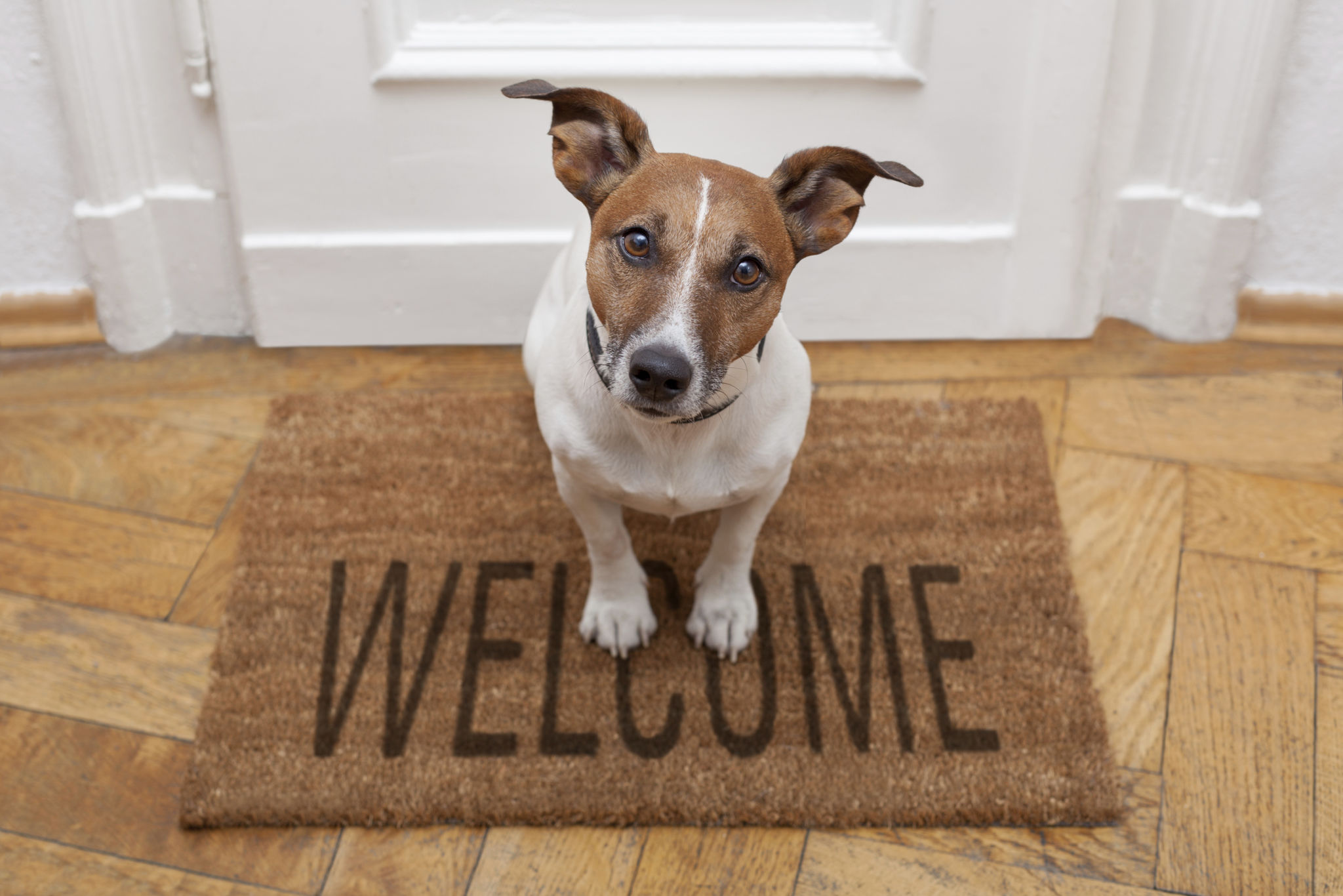 dog meet greet