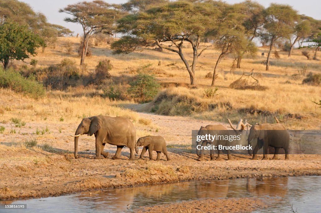 Éléphants dans le trou d'eau