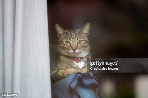 a gray tabby cat is sleeping on blankets next to a window curtain. - collar stock pictures, royalty-free photos & images