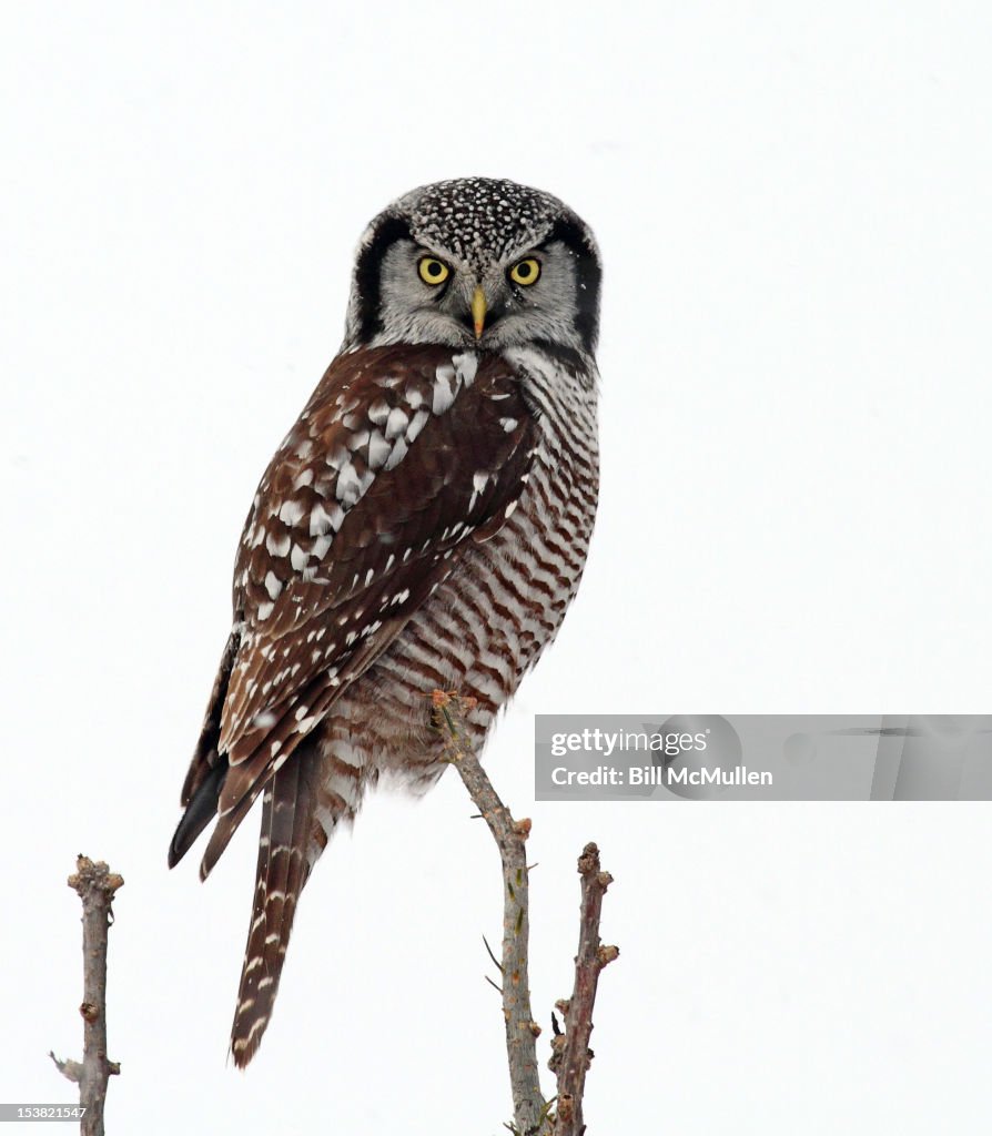 Northern Hawk Owl