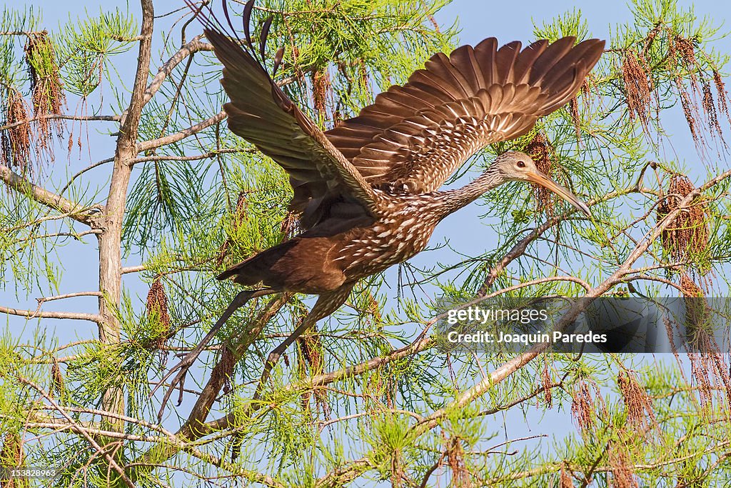 Limpkin launch