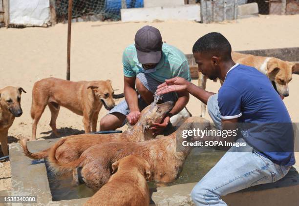 Palestinian men cool off dogs with water amid a searing heatwave in the animal care centre called "Solala animal centre" in Gaza City. Palestinian...