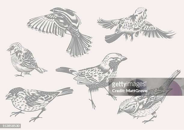 sparrows - sparrow stock illustrations