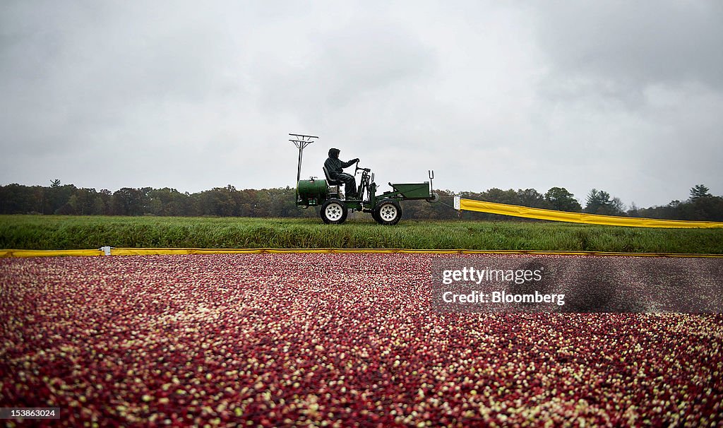 General Views Of Wisconsin Cranberry Harvest