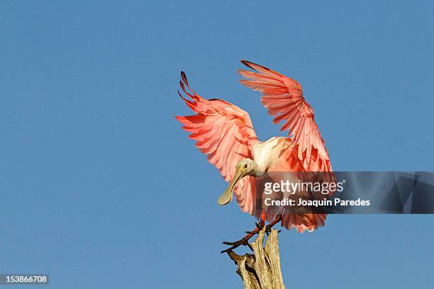 roseate spoonbill landing - boynton beach stock pictures, royalty-free photos & images