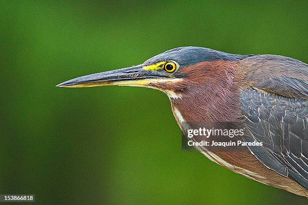 green heron portrait - boynton beach stock pictures, royalty-free photos & images