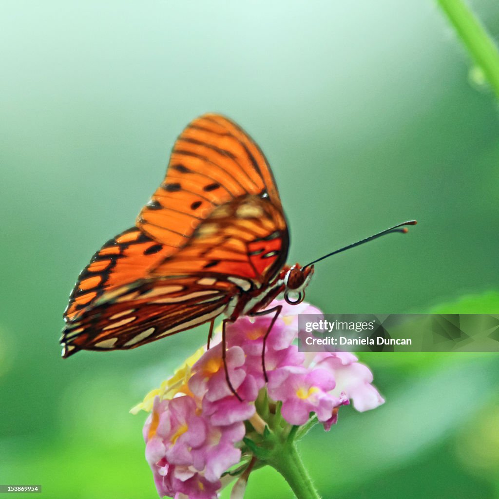 Butterfly resting on little flowers