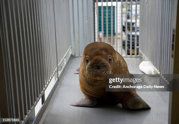 Pakak walks through a crate that will be used to transport the animal when he moves to his new zoo home, October 4, 2012. The Alaska SeaLife Center...