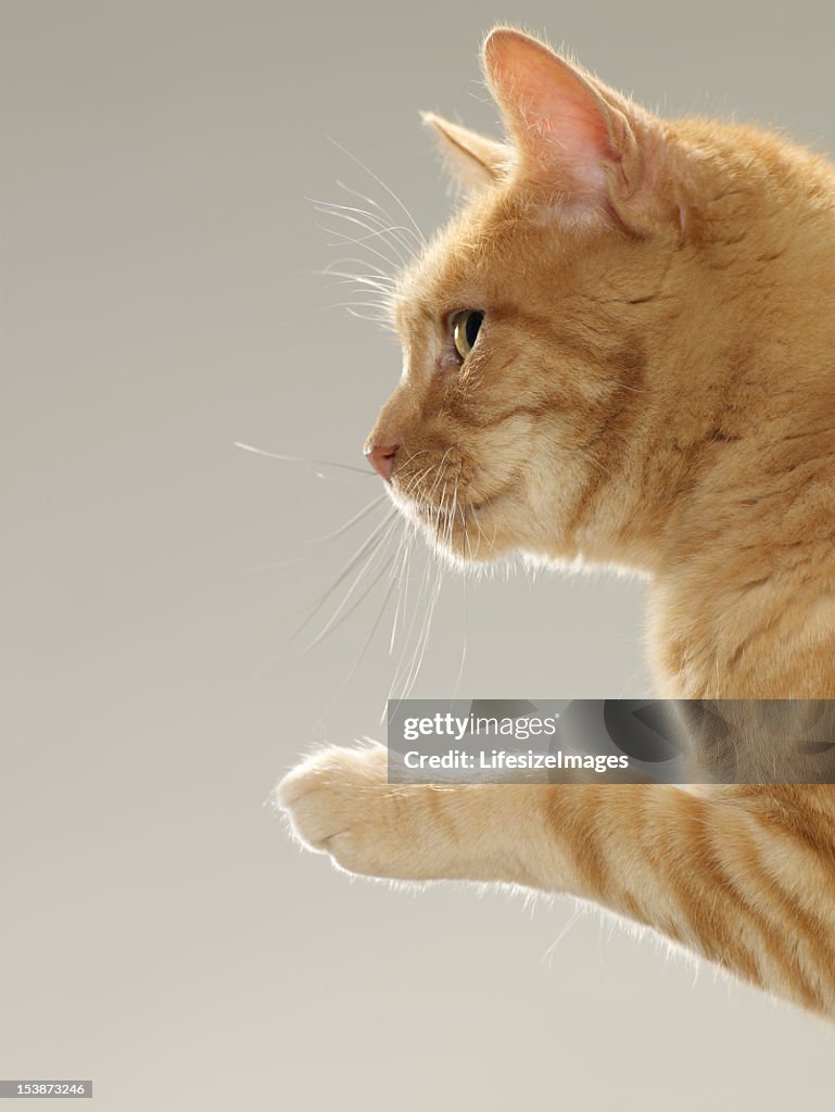 Ginger tabby cat raising paw, close-up, side view