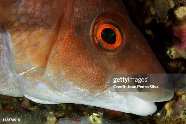 Ballan Rass 28 Ballan Wrasse Stock Photos, High-Res Pictures, and Images - Getty Images