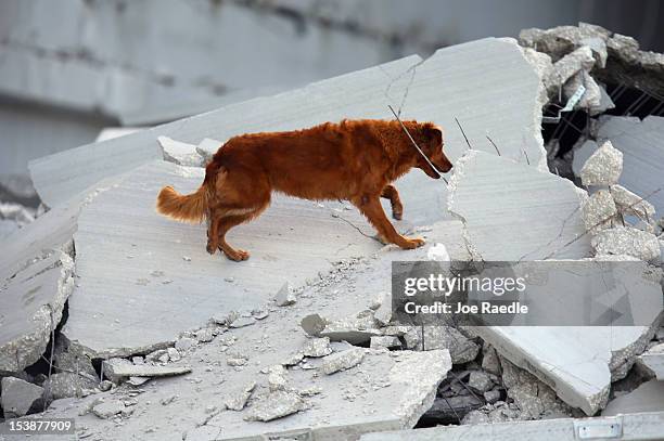 Miami-Dade Rescue search and rescue dog looks for possible survivors in the rubble of a four-story parking garage that was under construction and...