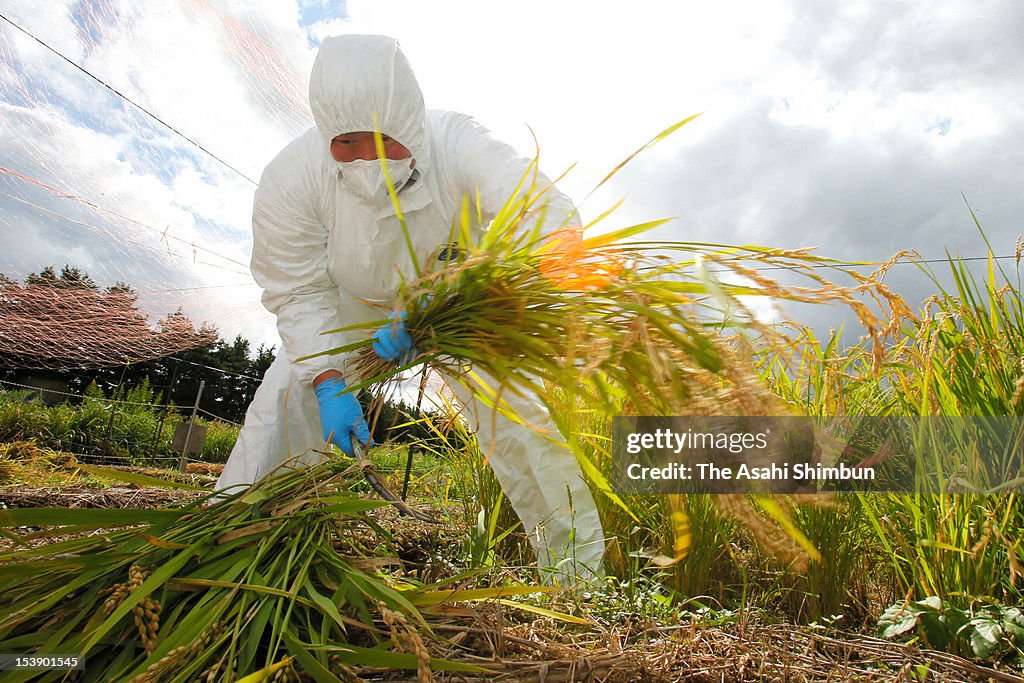 Okuma Town Harvests Sample Rice To Investigate Radiation Contamination