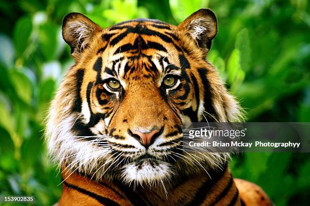 sumatran tiger - animal head stock pictures, royalty-free photos & images