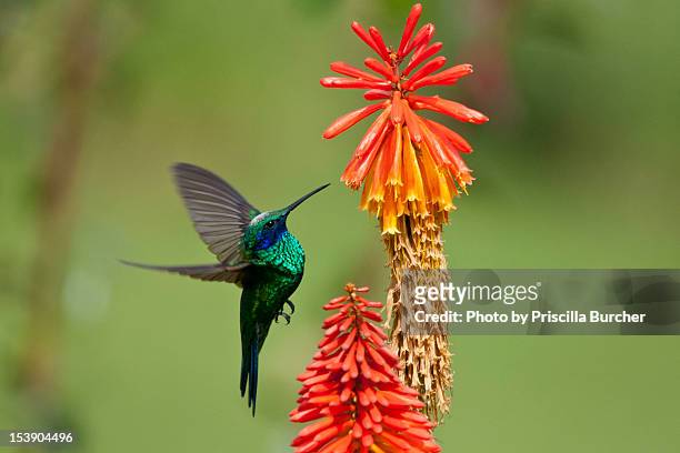 colibri coruscans - colombia flowers stock pictures, royalty-free photos & images