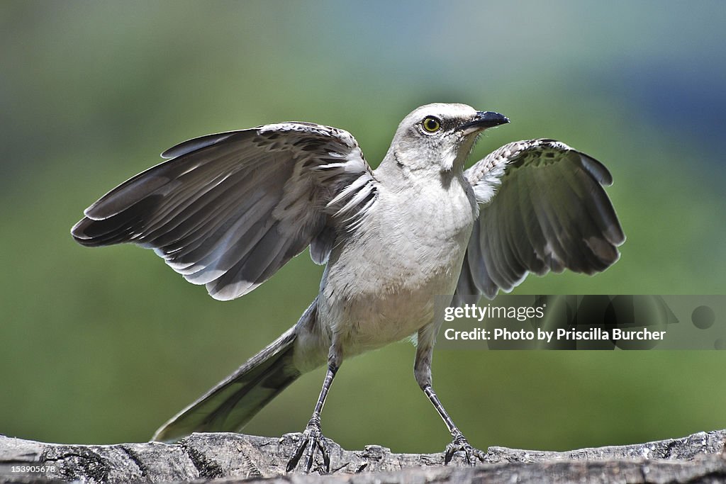 Mimus gilvus-Tropical Mockingbird