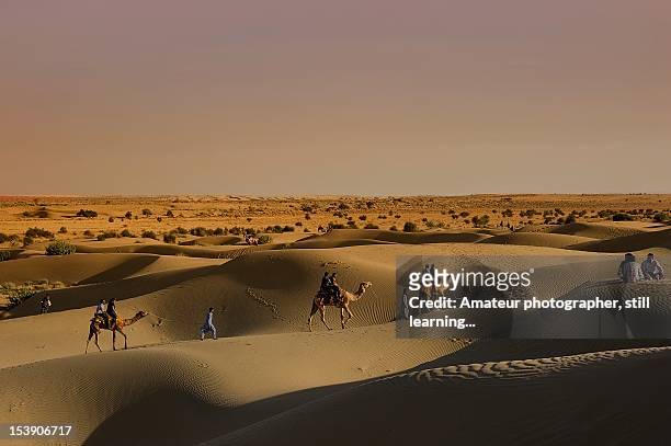 desert travellers - dromedar stock-fotos und bilder
