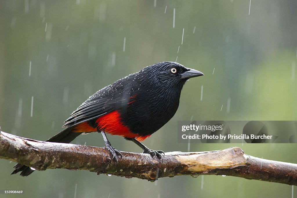 Hypopyrrhus pyrohypogaster-Red-bellied Grackle