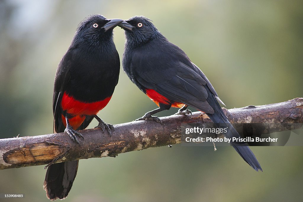 "Kiss"-Red-bellied grackle-