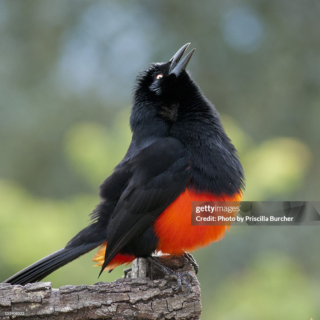 Red-bellied grackle singer