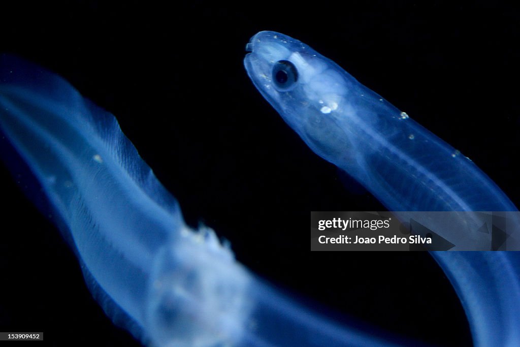 European Eel (Anguilla anguilla)
