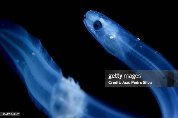 european eel (anguilla anguilla) - european eel stock pictures, royalty-free photos & images