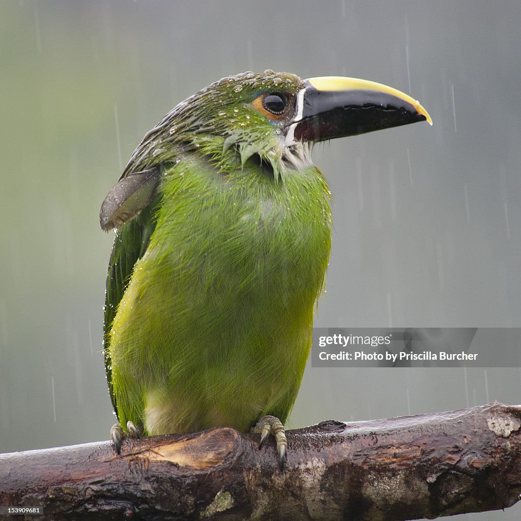 Emerald Toucanet