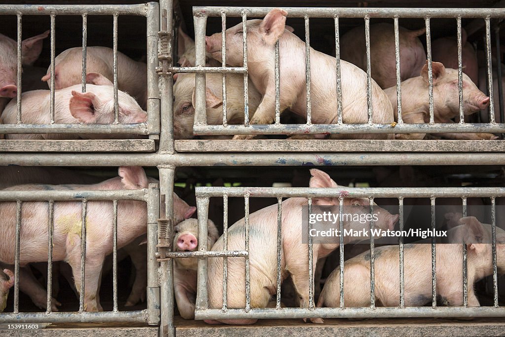 Pigs inside cages