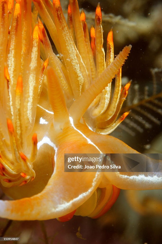 Nudibranch sea slug (Dondice banyulensis)