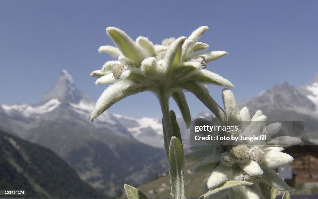 Edelweiss and Matterhorn with blue sky
